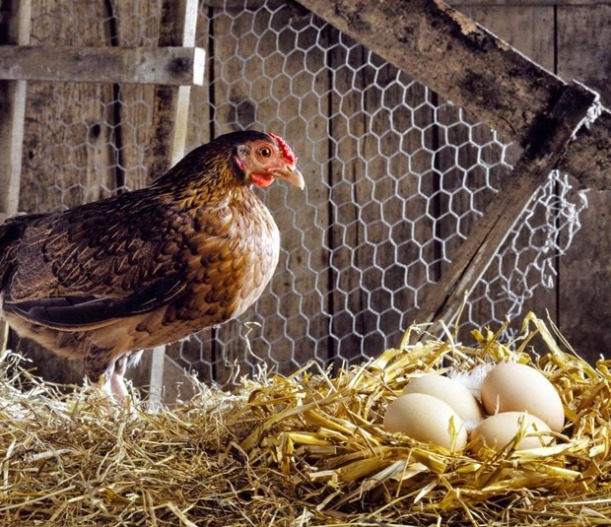 Ελληνικές Κότες: Κάτι μου τρώει τα αυγά στο κοτέτσι: Τι μπορεί να είναι;